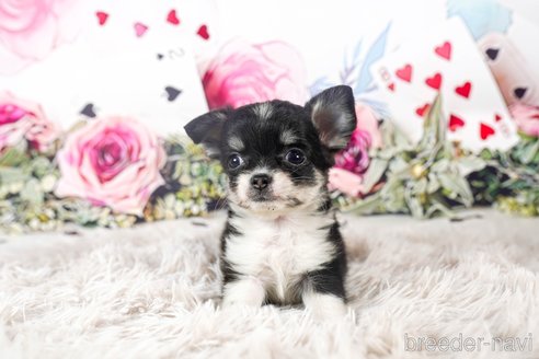 成約済の茨城県のチワワ(ロングコート)-284575の3枚目